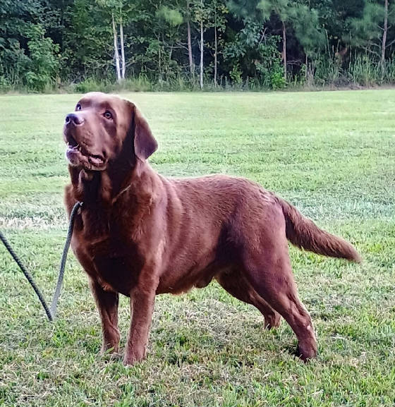 Ruger_001.jpg