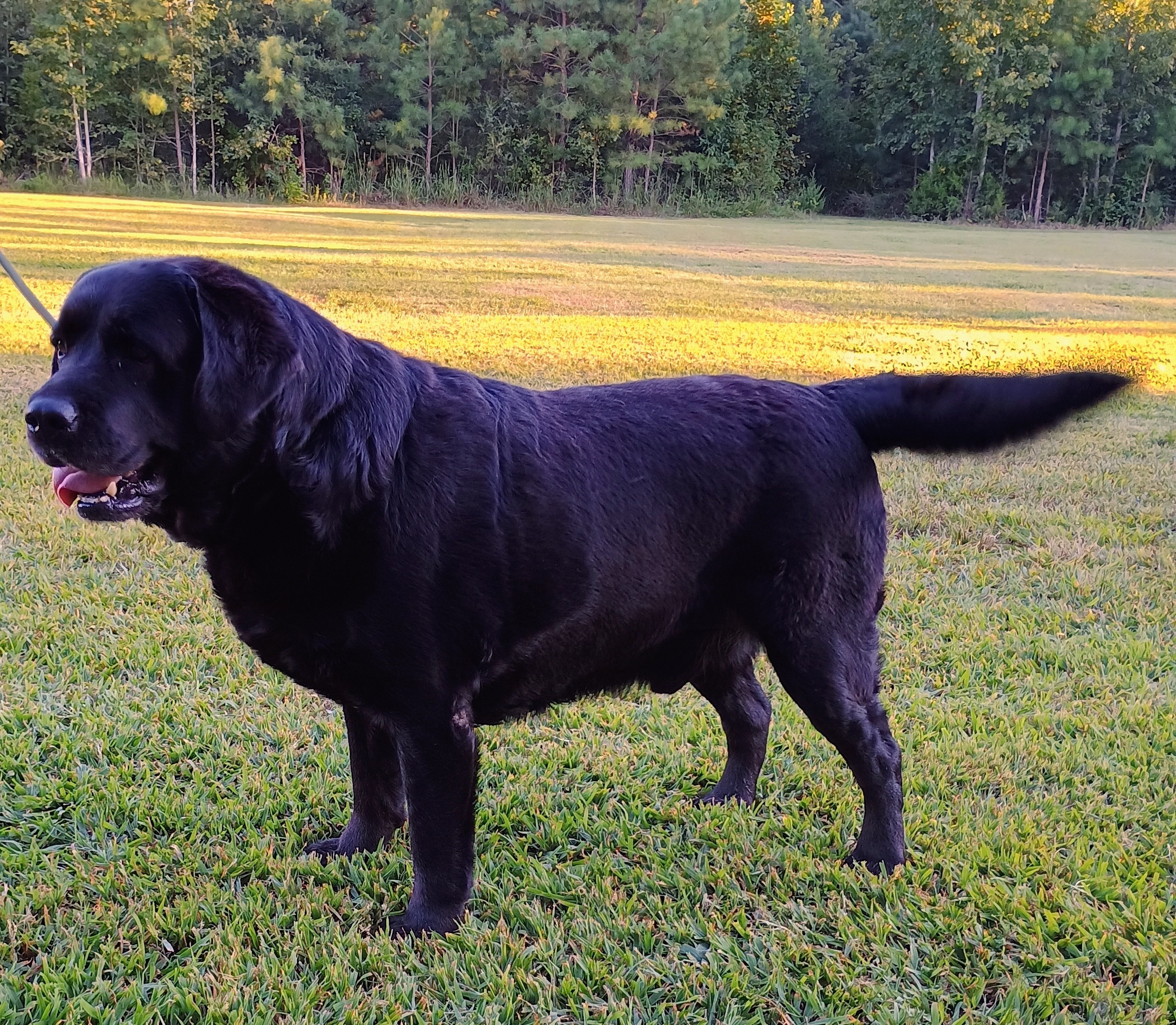 Labrador Stud Dogs | Piney Creek Labradors